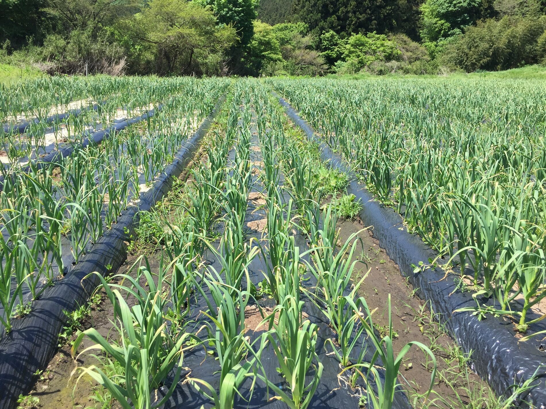 国産にこだわる極・いばらき高原 にんにくの野菜をぜひお買い求めください