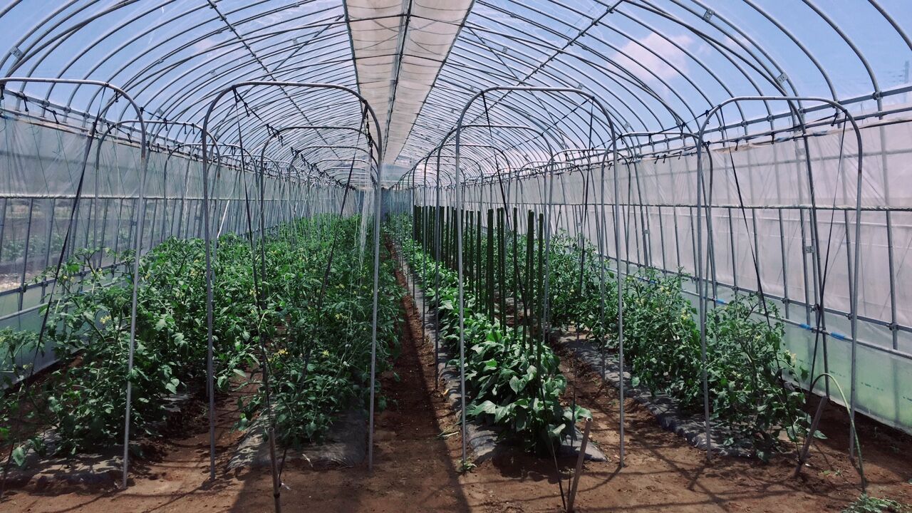 国産にこだわる極・いばらき高原 にんにくの野菜をぜひお買い求めください